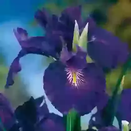 King of the Blues